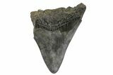 Partial Megalodon Tooth - South Carolina #181178-1